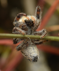 Pellenes tripunctatus