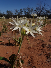Crinum flaccidum