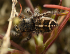 Pellenes tripunctatus