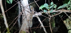 Oedura marmorata