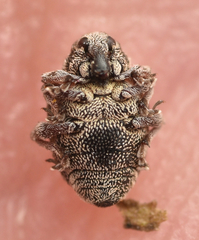 Rhinoncus pericarpius