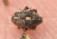 Rhinoncus pericarpius