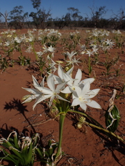 Crinum flaccidum