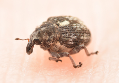 Rhinoncus pericarpius