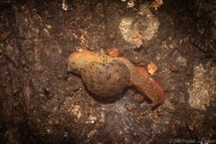 Stanisicarion aquila