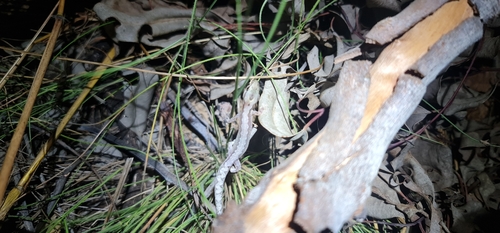 Zig-zag Gecko, Amalosia rhombifer