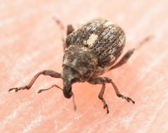 Rhinoncus pericarpius