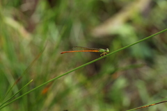 Ceriagrion whellani