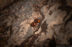 Stenotarsus bimaculipennis