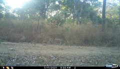 Leptailurus serval serval