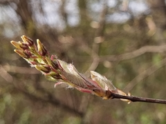 Amelanchier × lamarckii