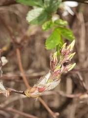 Amelanchier × lamarckii