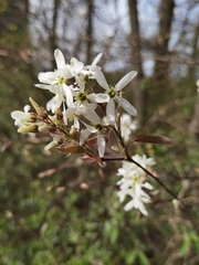Amelanchier × lamarckii