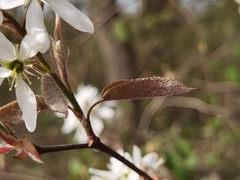 Amelanchier × lamarckii