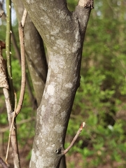 Amelanchier × lamarckii