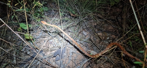 Brown Tree Snake sighting