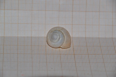 Fruticicola fruticum