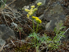 Lomatium cous