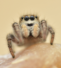 Pellenes tripunctatus