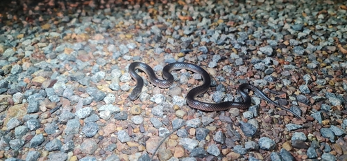 Northern Small-eyed Snake
