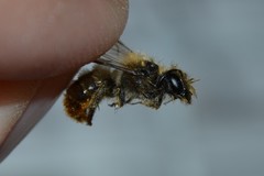 Osmia bicolor