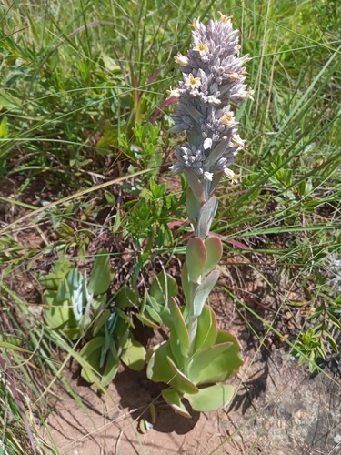 Kalanchoe luciae