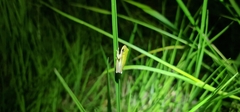 Litoria bicolor