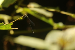 Pseudagrion melanicterum