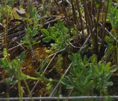 Trifolium suffocatum