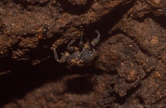 Methidrysis afflicta