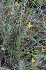 Linaria supina