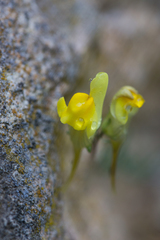 Linaria supina