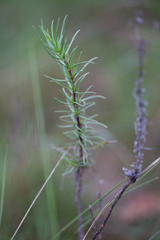 Plantago sempervirens