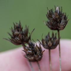 Plantago sempervirens