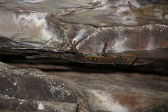 Calodactylodes aureus