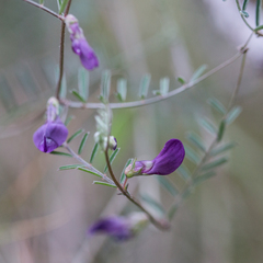 Vicia peregrina