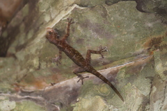 Calodactylodes aureus