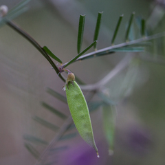 Vicia peregrina