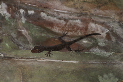 Calodactylodes aureus