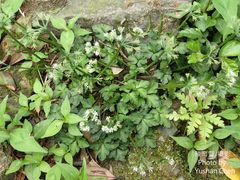 Sanicula lamelligera