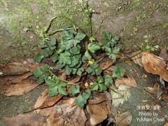 Sanicula lamelligera