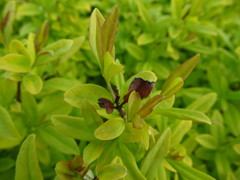 Ligustrum × vicaryi