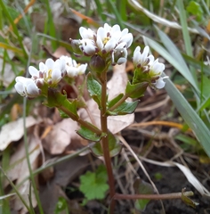 Cochlearia officinalis
