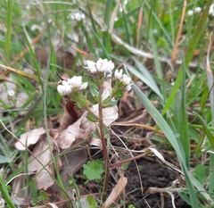 Cochlearia officinalis