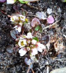 Cochlearia officinalis
