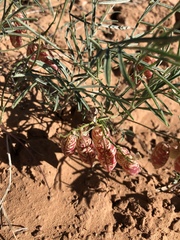 Astragalus ceramicus
