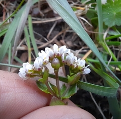 Cochlearia officinalis