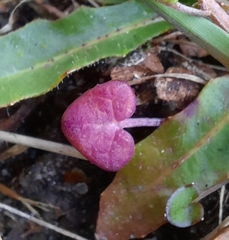 Cochlearia officinalis