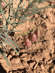 Astragalus ceramicus