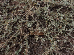 Atriplex pumilio